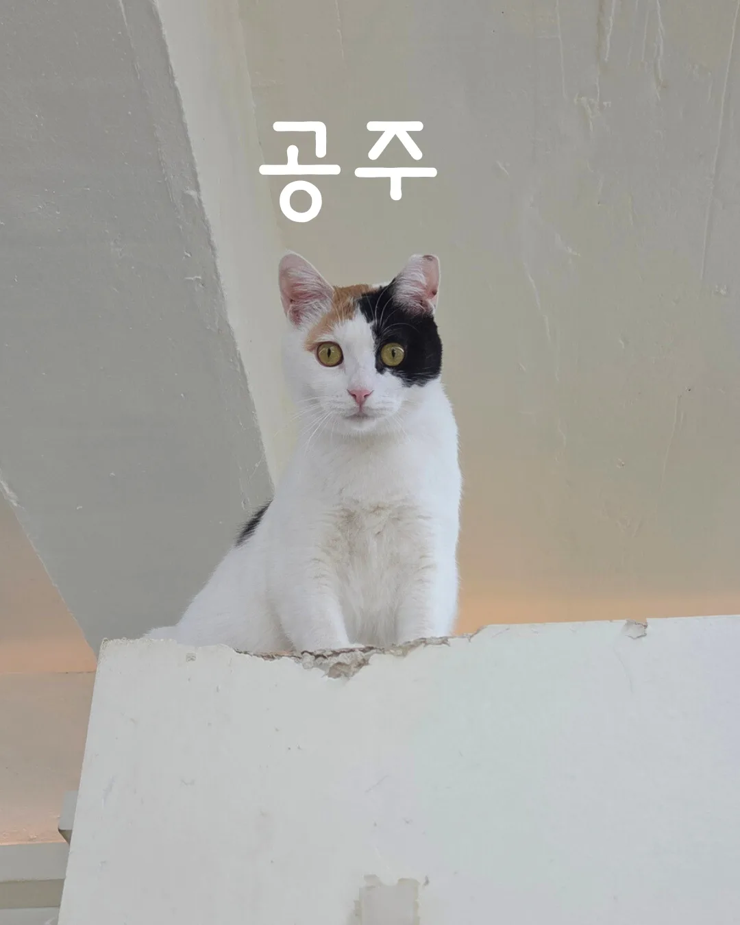 공주
