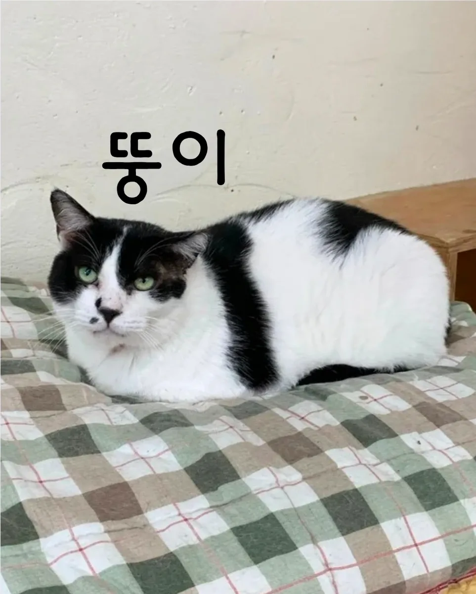 뚱이