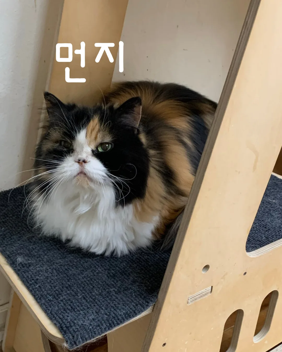 먼지