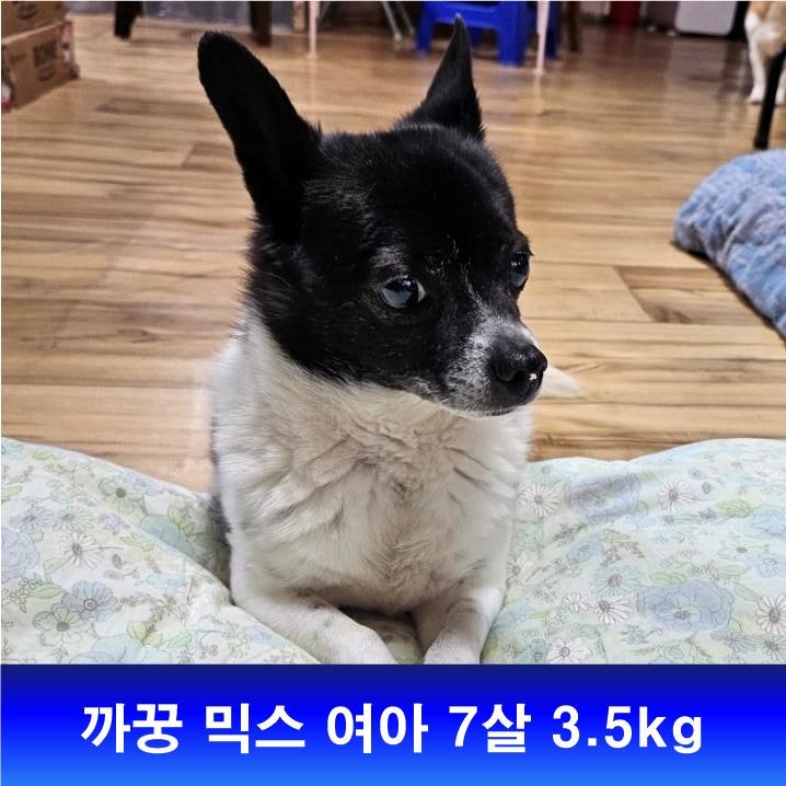 까꿍