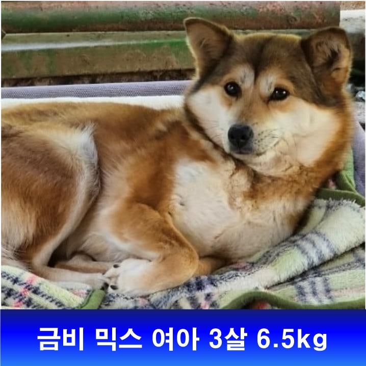 금비