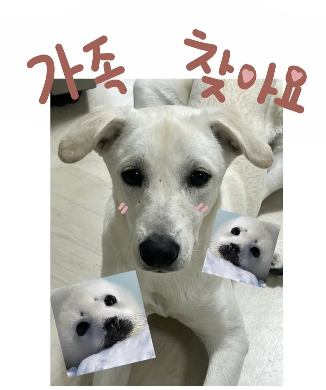 네임미 입양 동물 아름이 금파하우스