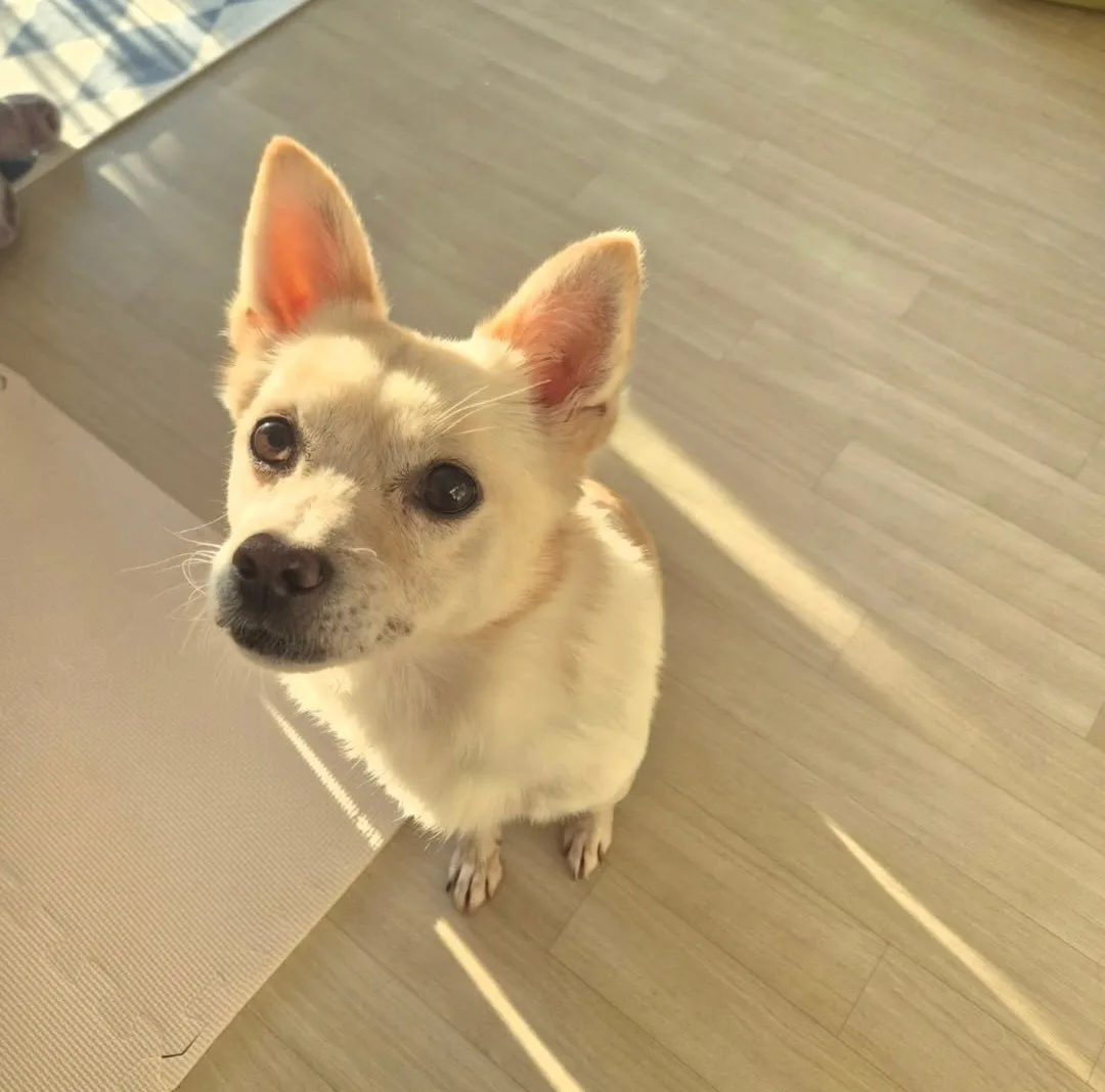 네임미 입양 동물 도담 금파하우스