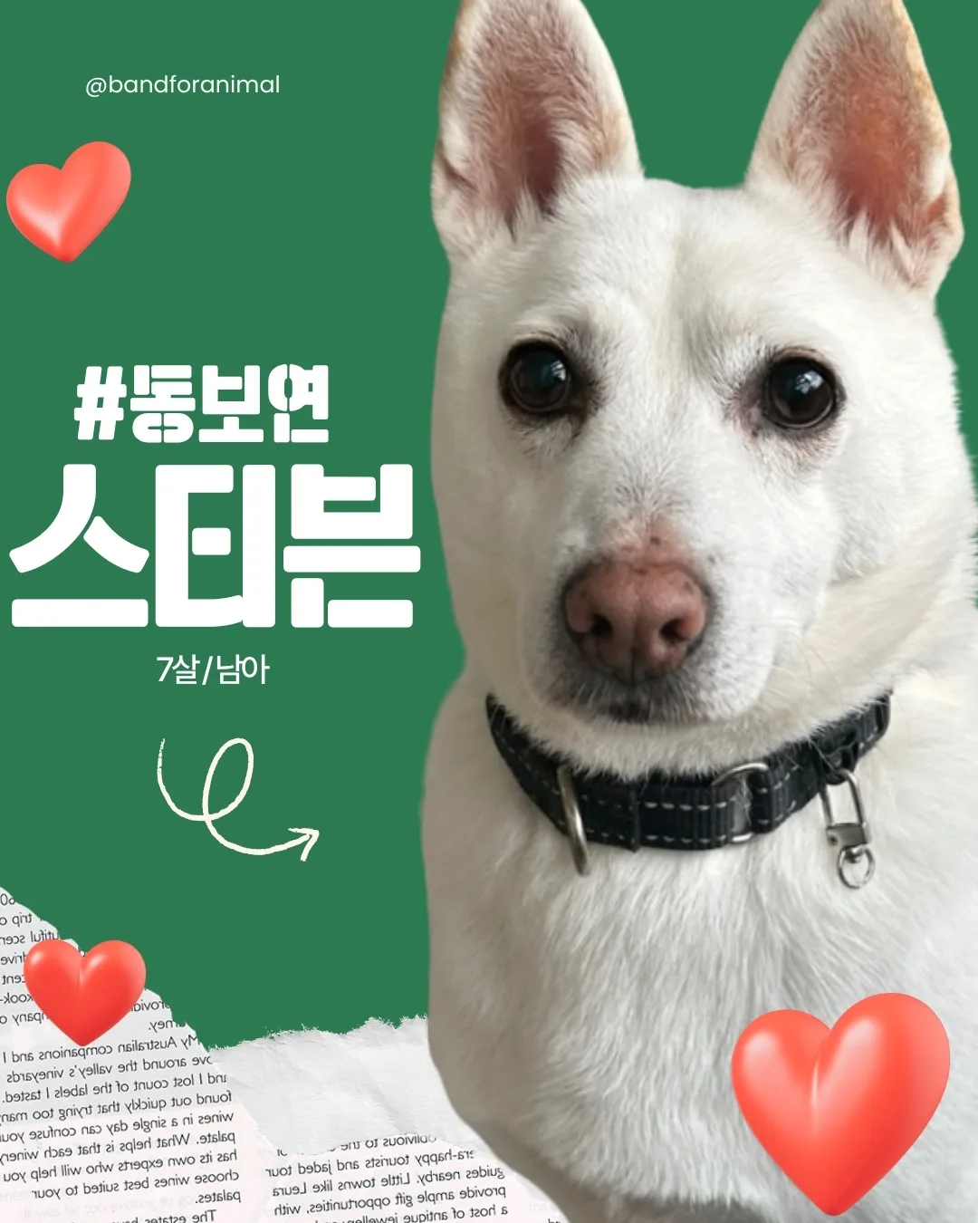 네임미 입양 동물 스티븐 동물보호연대