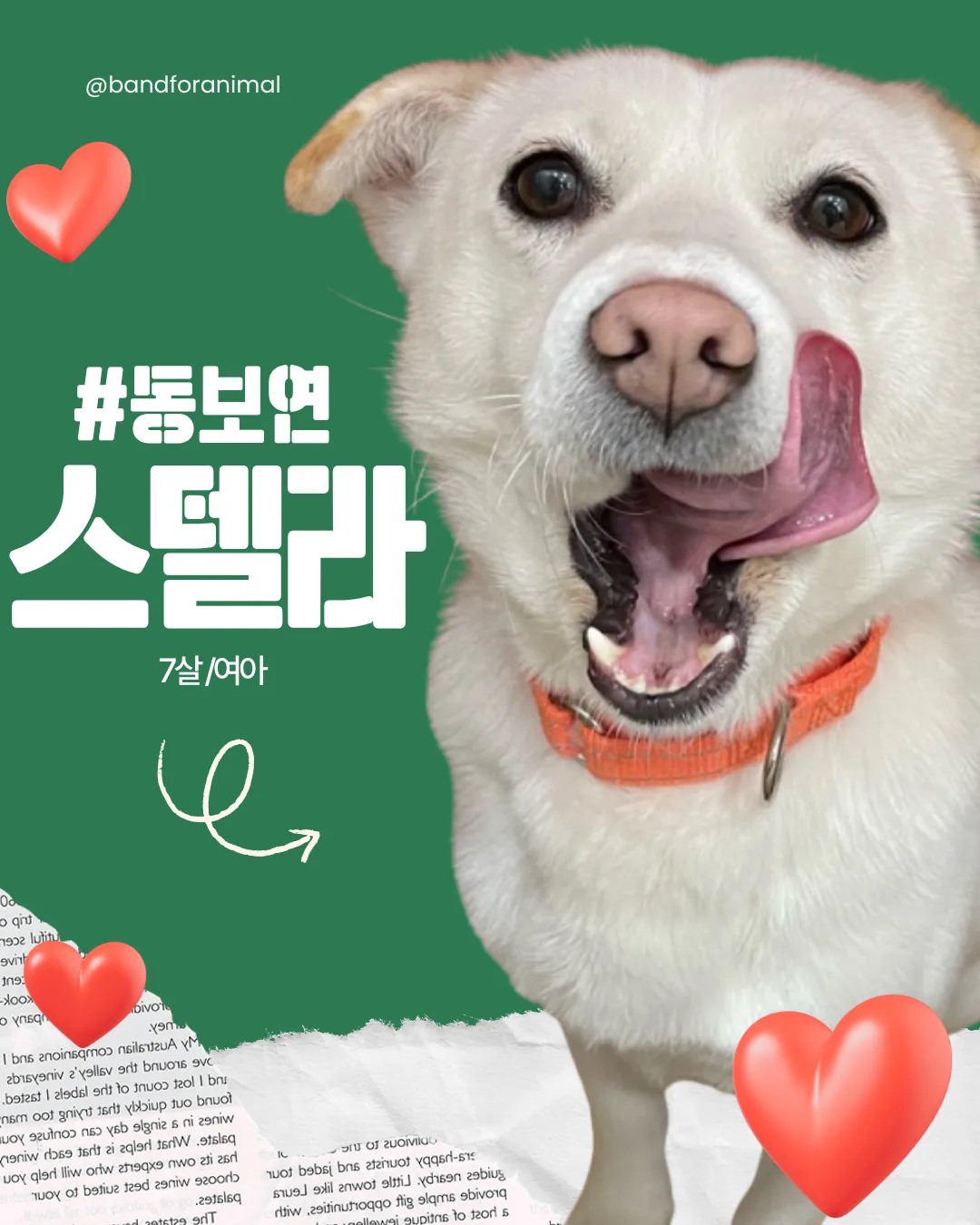 네임미 입양 동물 스텔라 동물보호연대