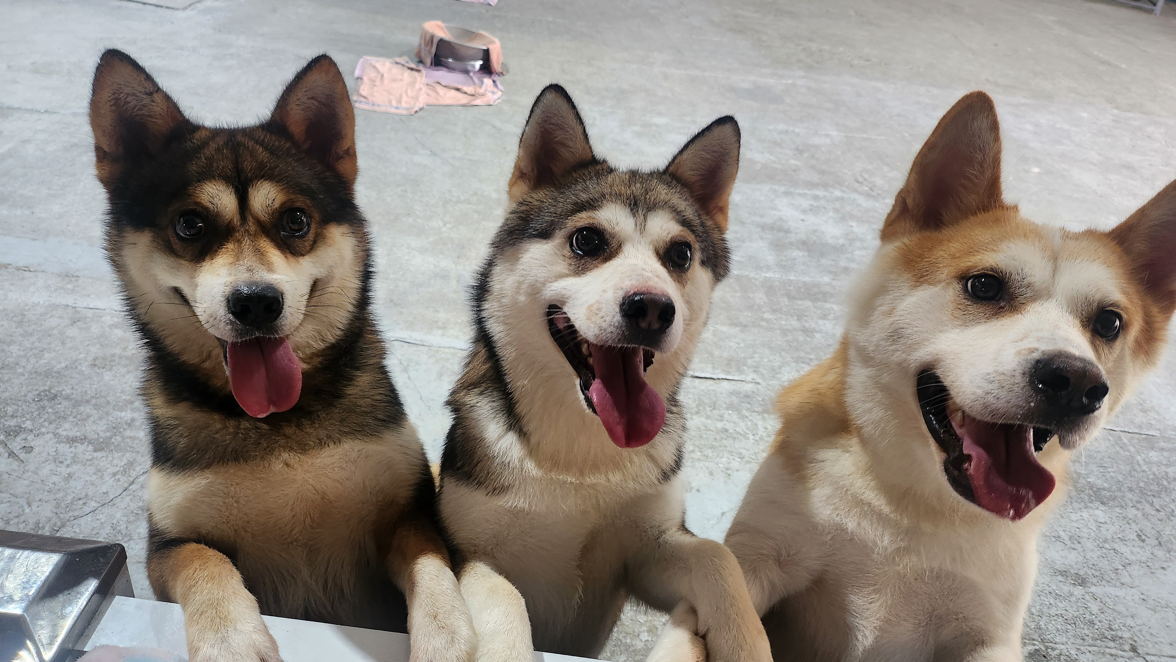 행복하개 보호소